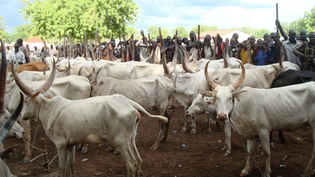 Bandits Kill Three, Steal Cows in Niger