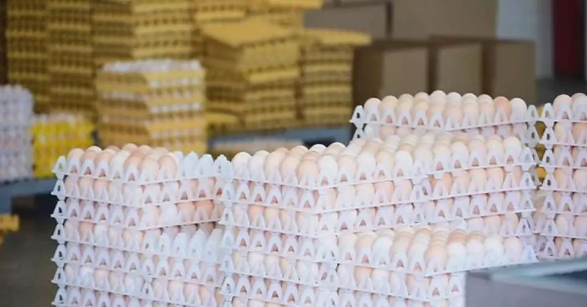 China Exports First Poultry Eggs to Tanzania
