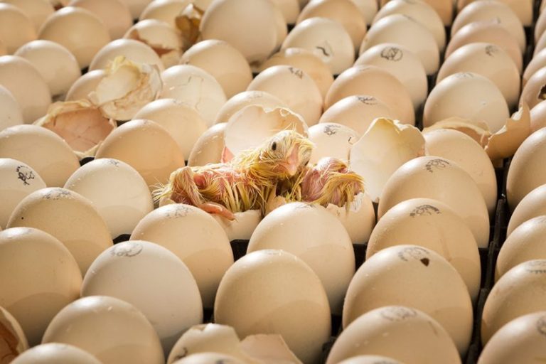 China Exports First Poultry Eggs to Tanzania