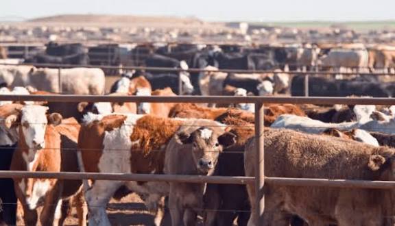 Nigeria Launches New Livestock Policy