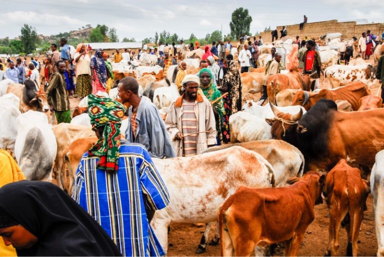 Nigeria Launches New Livestock Policy