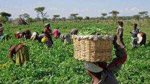 Nigeria Strengthens Ties with FAO to Drive Agricultural Growth