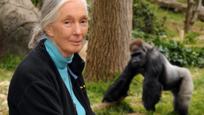 Primatologist Jane Goodall Dies At 91