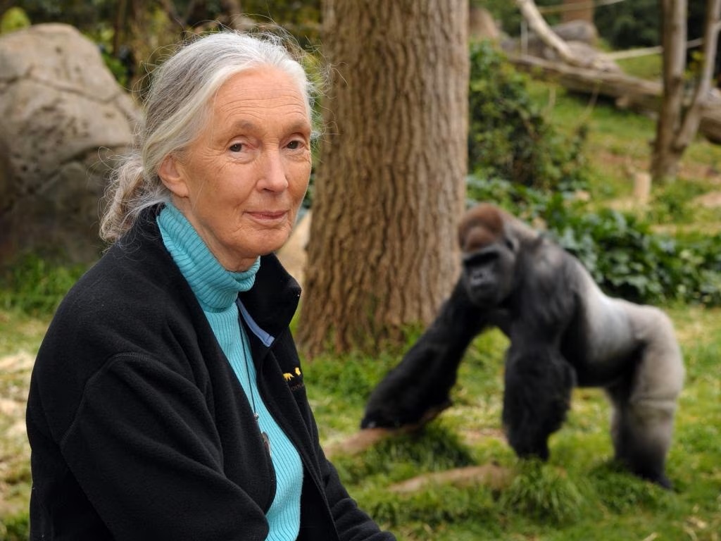 Primatologist Jane Goodall Dies At 91