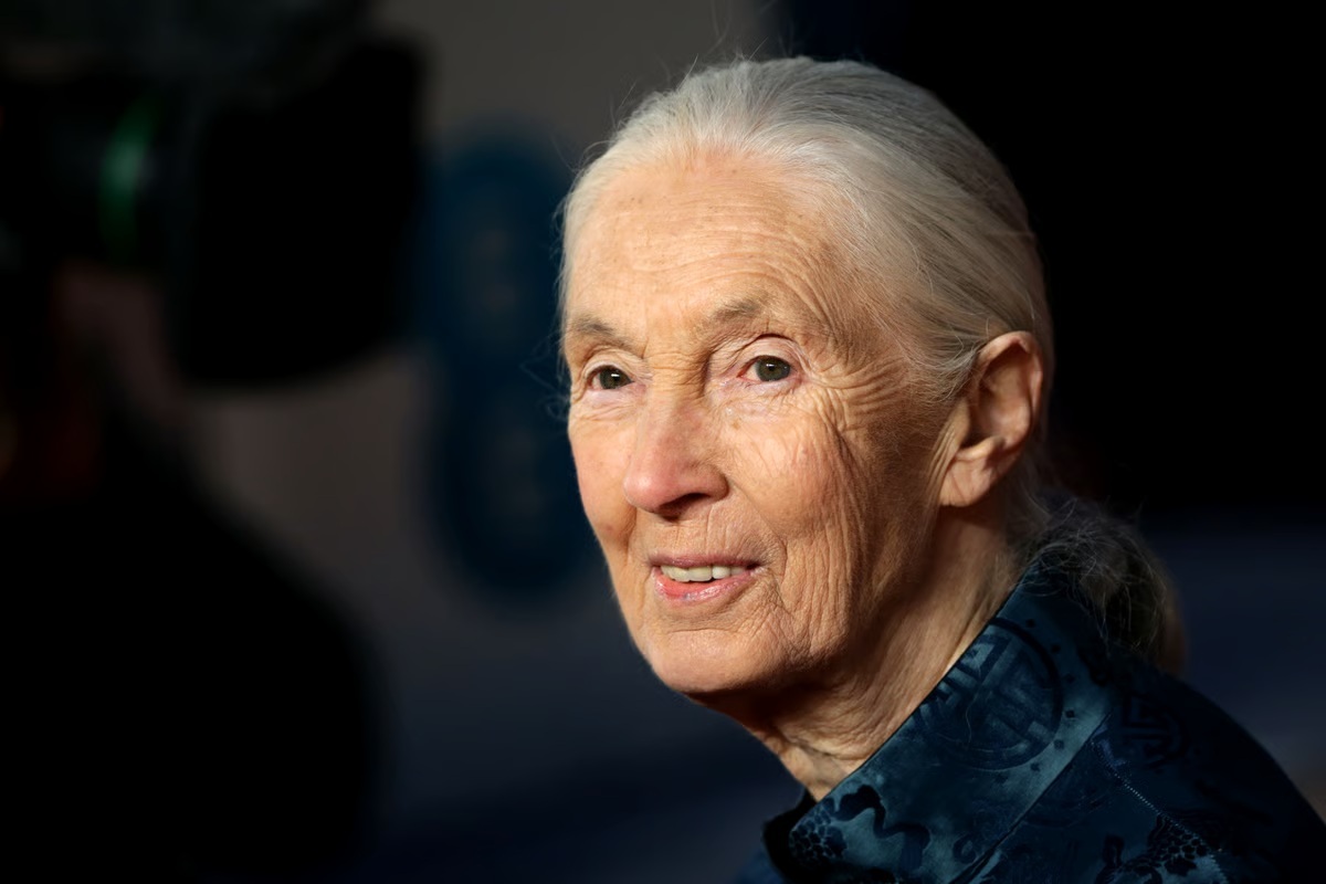 Primatologist Jane Goodall Dies At 91