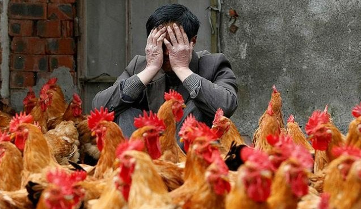 Bird Flu (News Central TV)