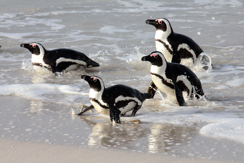 Penguins (News Central TV)