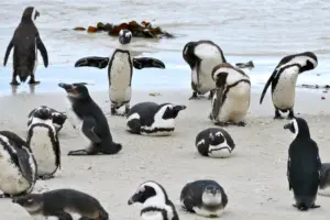 Penguins (News Central TV)