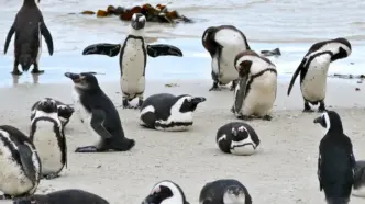 Penguins (News Central TV)