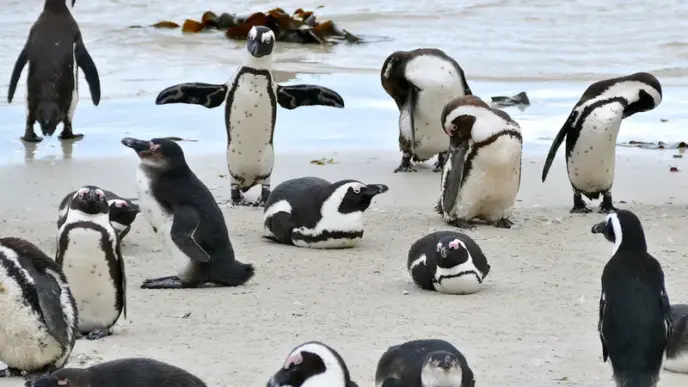 Penguins (News Central TV)