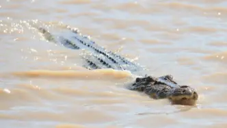 Crocodiles Kill Three as Floods Hit Mozambique