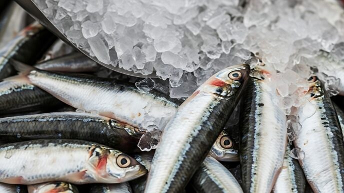 Morocco Bans Frozen Sardine Exports