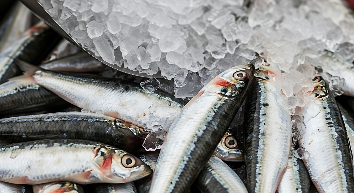 Morocco Bans Frozen Sardine Exports