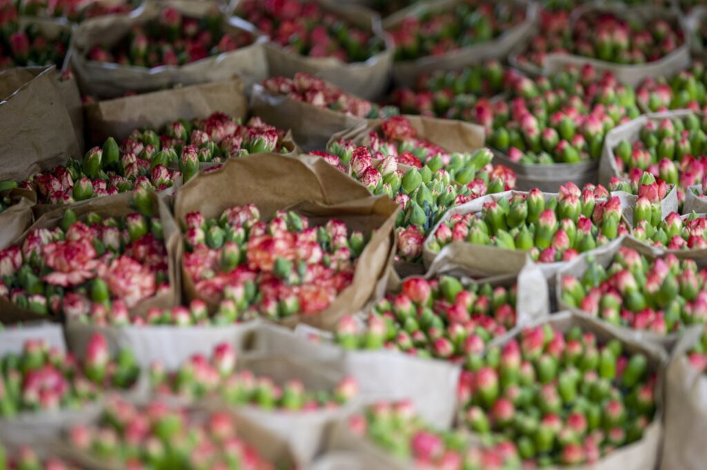 Africa Ships Millions of Roses During 2026 Valentine