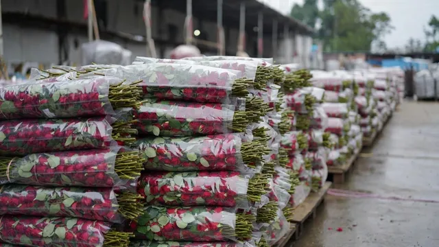 Africa Ships Millions of Roses During 2026 Valentine