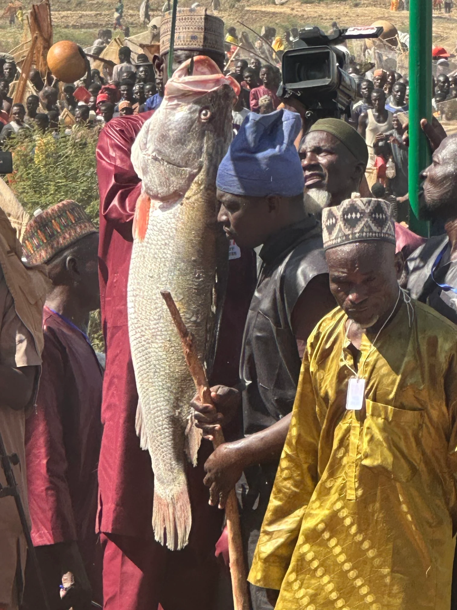 Largest Fish at Argungu Festival Weighs 59kg