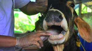 Foot and Mouth Disease Hits Lesotho