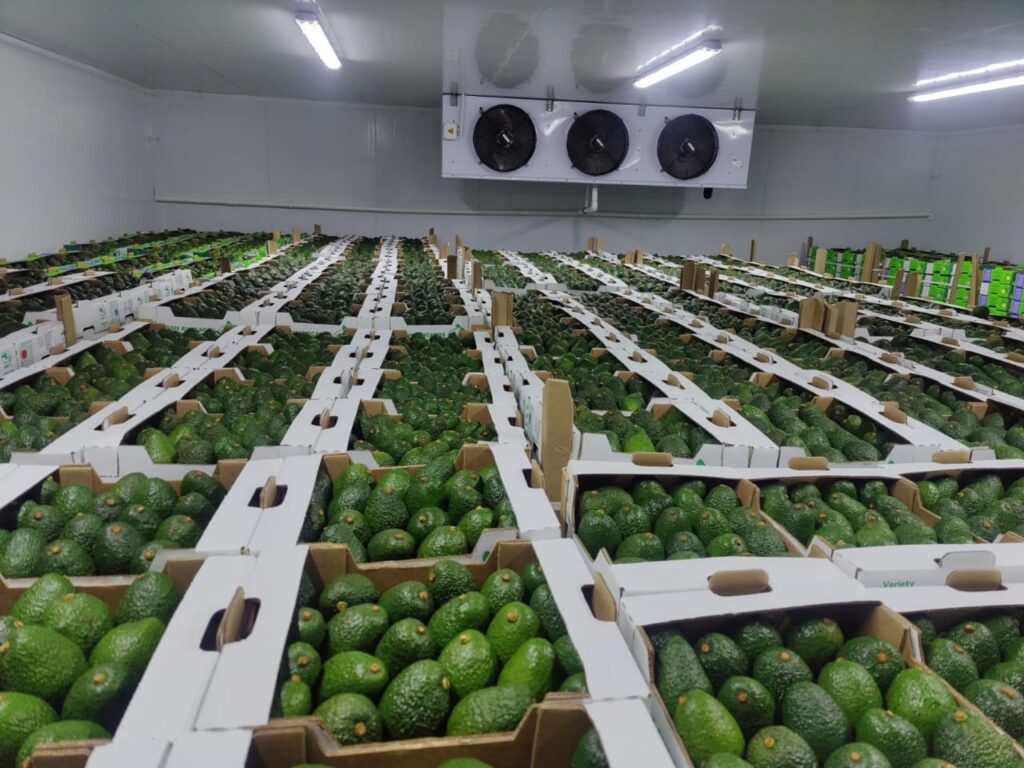 How Morocco is Changing Africa’s Avocado Trade