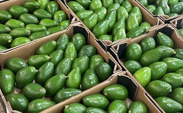 How Morocco is Changing Africa’s Avocado Trade