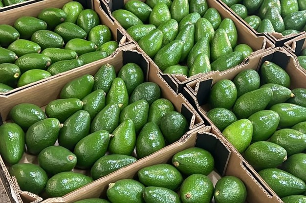 How Morocco is Changing Africa’s Avocado Trade