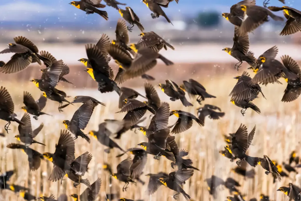 How Noisy Humans Are Changing Bird Behaviour