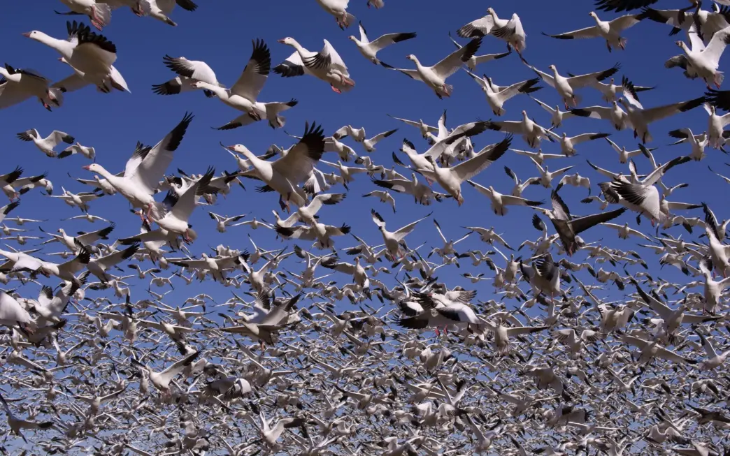 How Noisy Humans Are Changing Bird Behaviour