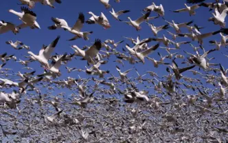 How Noisy Humans Are Changing Bird Behaviour