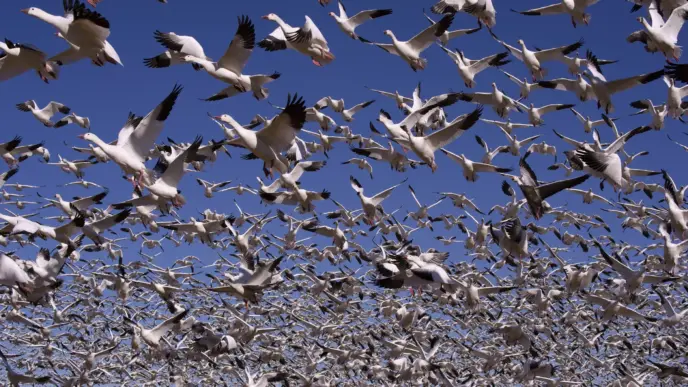 How Noisy Humans Are Changing Bird Behaviour