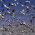 How Noisy Humans Are Changing Bird Behaviour
