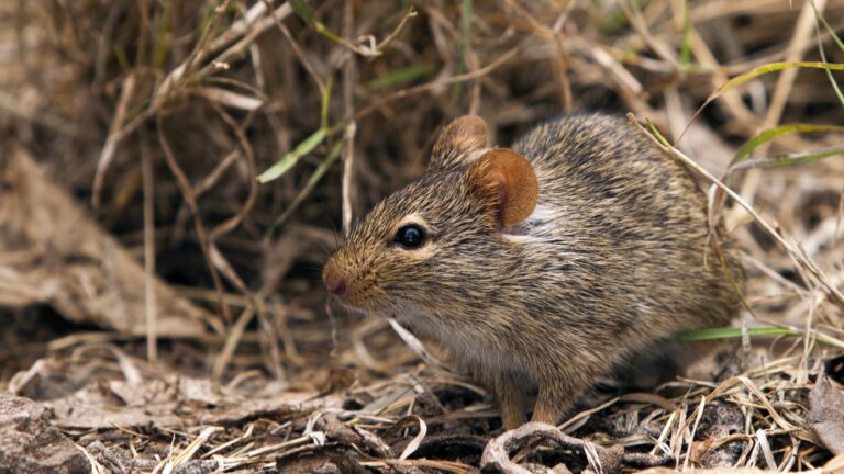 Lassa Fever Deaths Rise to 263 in Nigeria – NCDC