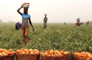 Plateau Tomato Farmers Lament Lack of Facilities