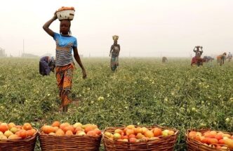 Plateau Tomato Farmers Lament Lack of Facilities