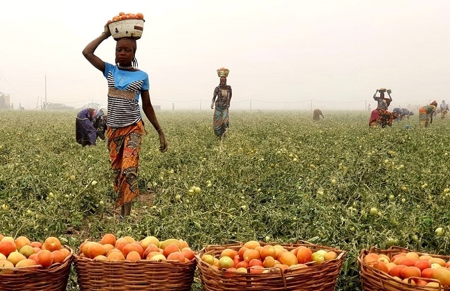 Plateau Tomato Farmers Lament Lack of Facilities