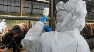 South Africa Rolls Out Foot-and-Mouth Vaccines