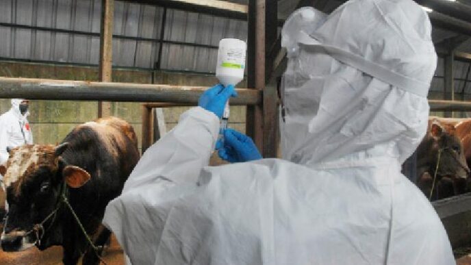 South Africa Rolls Out Foot-and-Mouth Vaccines