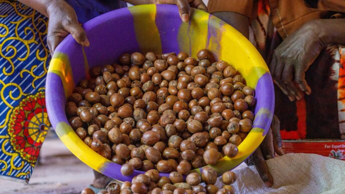 Tinubu Extends Ban on Raw Shea Nut Exports