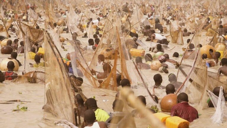 Largest Fish at Argungu Festival Weighs 59kg