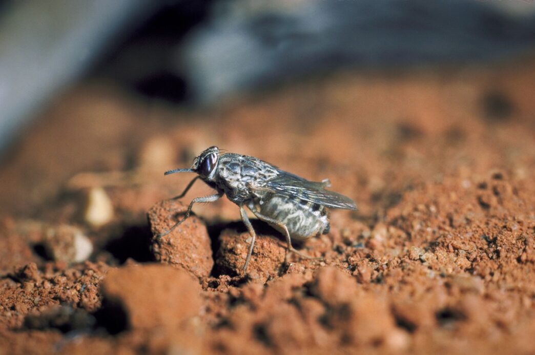 Africa One-Dose Cure Targets Sleeping Sickness