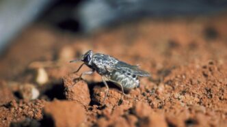 Africa One-Dose Cure Targets Sleeping Sickness