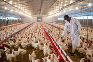 Africa Repositions Poultry For Food Security