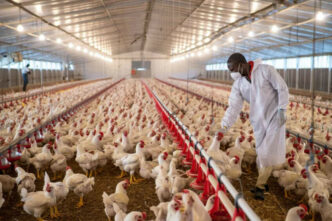 Africa Repositions Poultry For Food Security