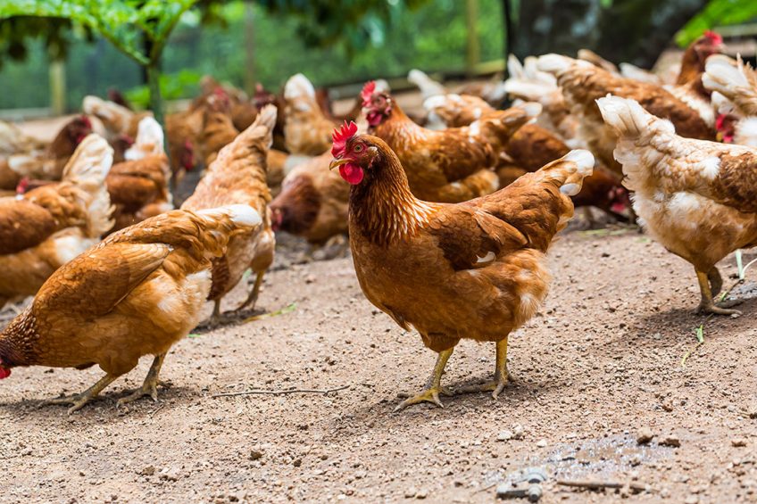 Africa Repositions Poultry For Food Security