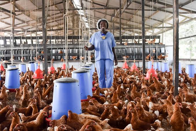 Africa Repositions Poultry For Food Security