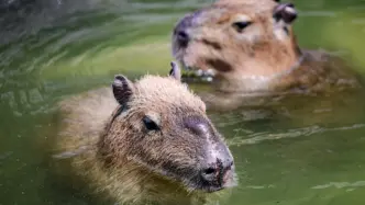 Capybara (News Central TV)