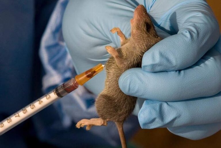 Lassa Fever Cases Rise, Deaths Hit 229