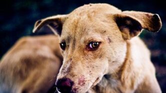 Enugu Government Confirms Rabies Outbreak in Igbo Etiti LGA (News Central TV)