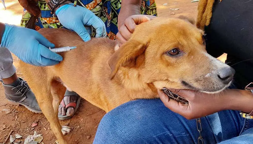 Enugu Government Confirms Rabies Outbreak in Igbo Etiti LGA (News Central TV)