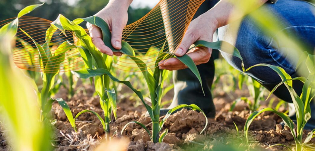 Brazil Says Nigeria Can Adapt Its Agriculture Success Model