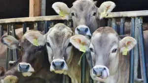 Nigeria, Brazil Partner to Boost Livestock (News Central TV)