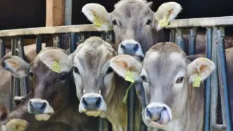 Nigeria, Brazil Partner to Boost Livestock (News Central TV)